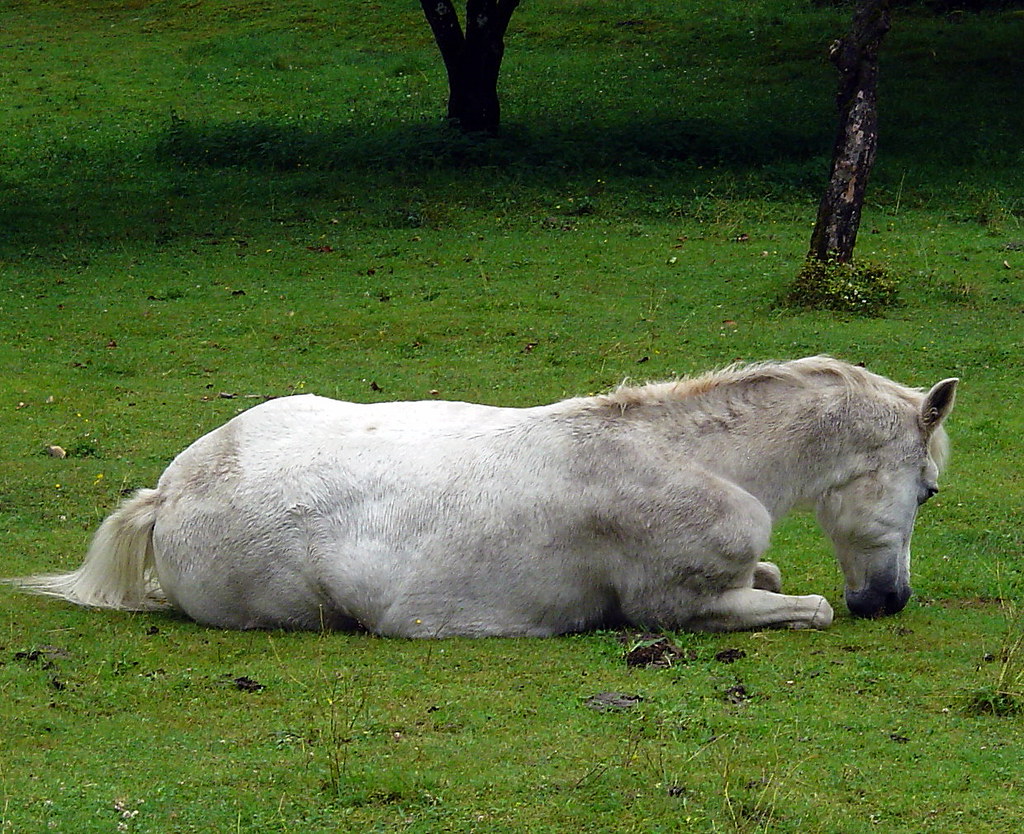 Old horse resting