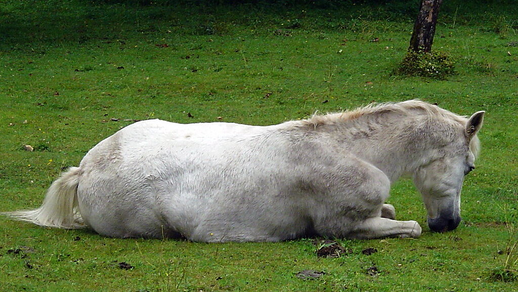 A old horse resting in the green field
