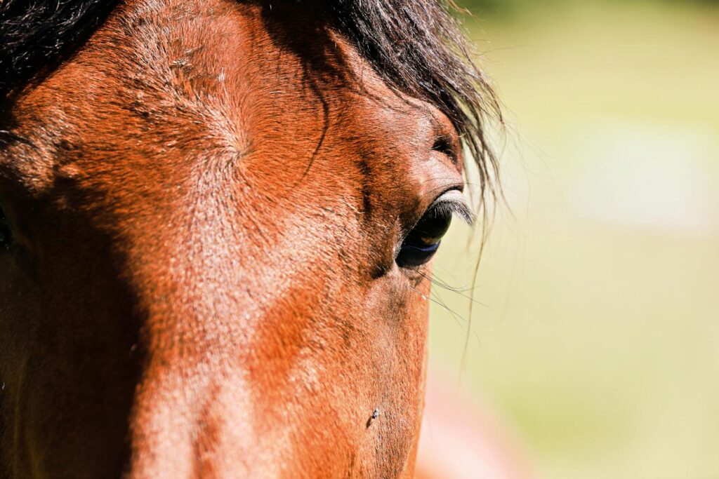Detailed close-up of a brown horse's head and eye