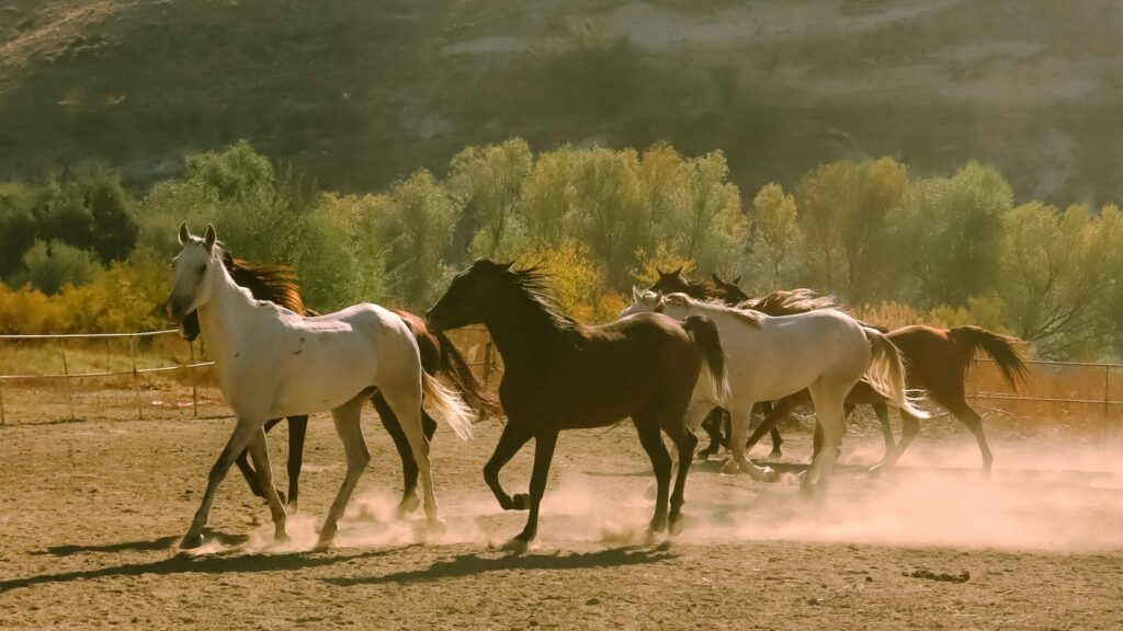 A group of wild mustangs galloping through a dusty corral under a sunny sky.