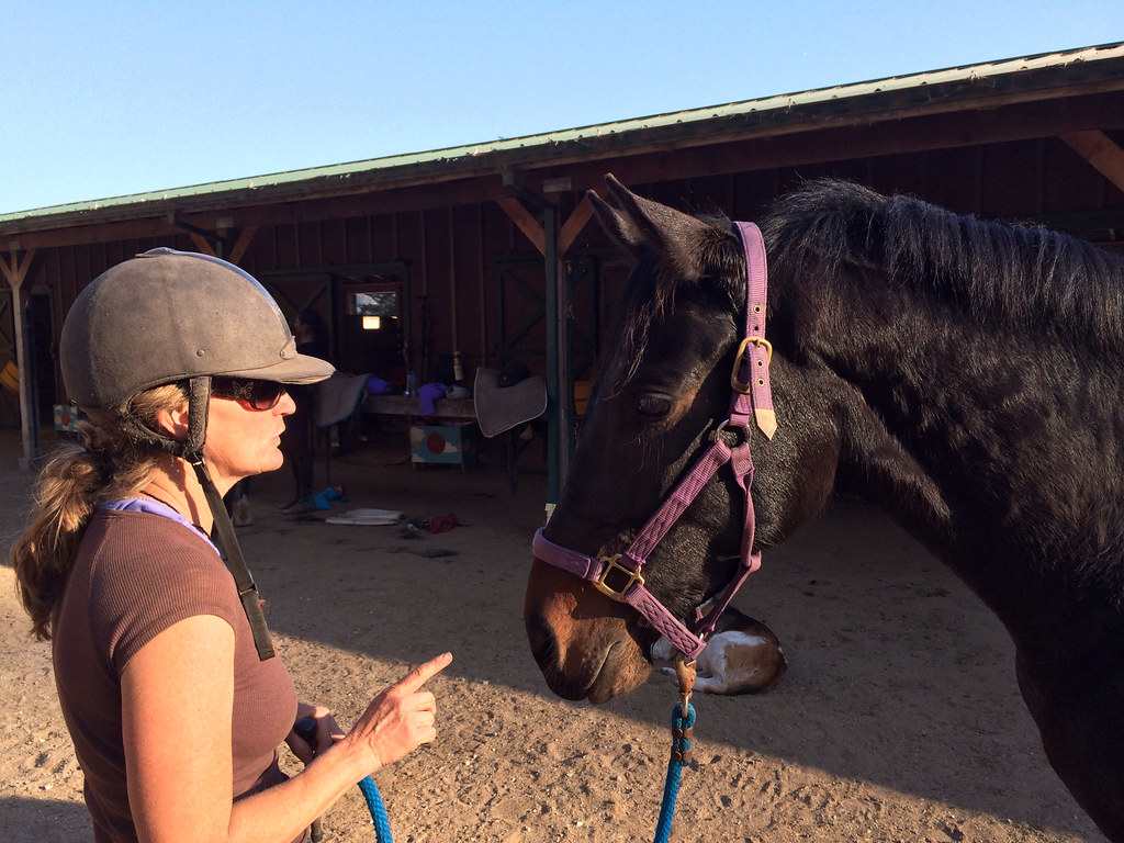 Professional horse trainer