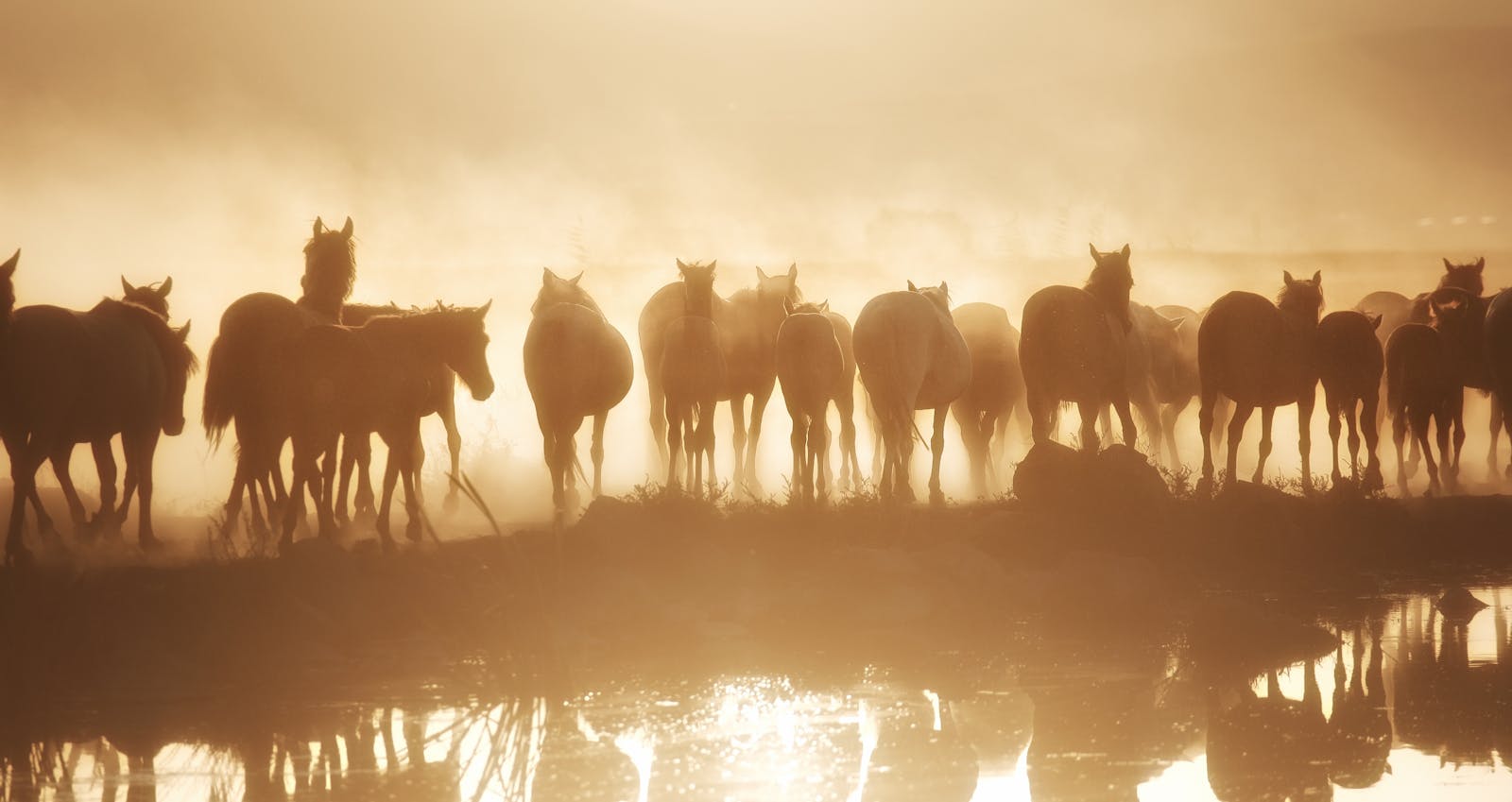 Herd of silhouetted horses walking in a dusty field during sunset