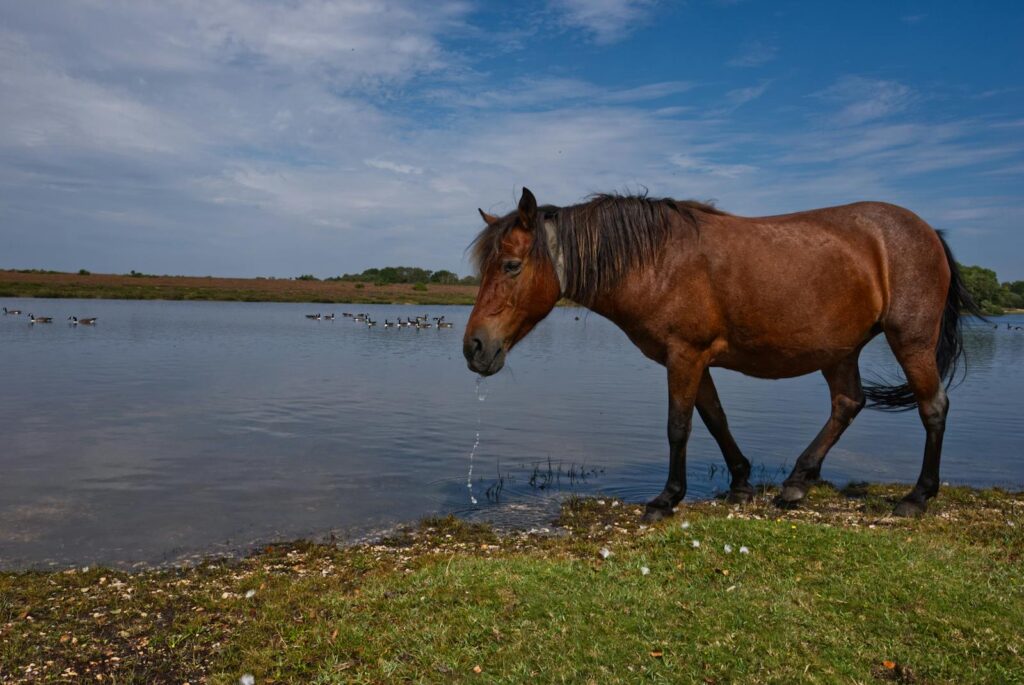 A horse peacefully drinking by a serene lake in Beaulieu, England, under a clear sky.