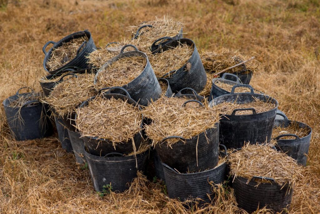 Black buckets filled with straw stacked in a dried field, capturing rural harvest season.