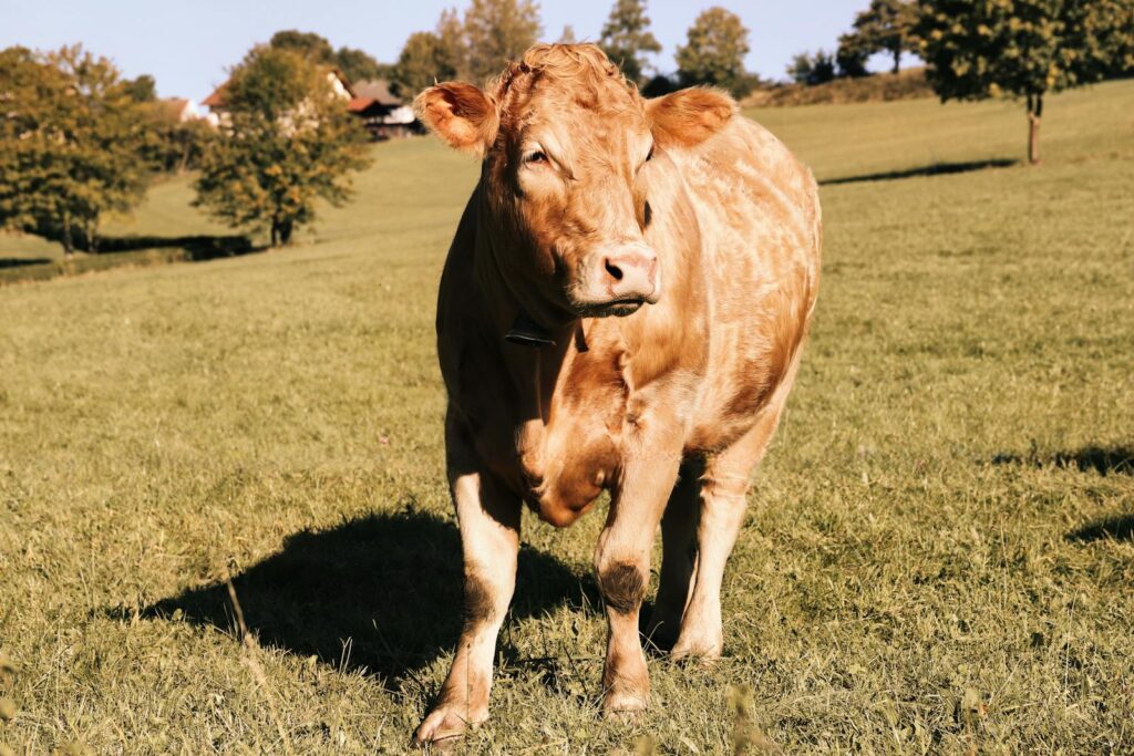 A single brown cow grazing in a sunlit autumn meadow with trees lining the background.