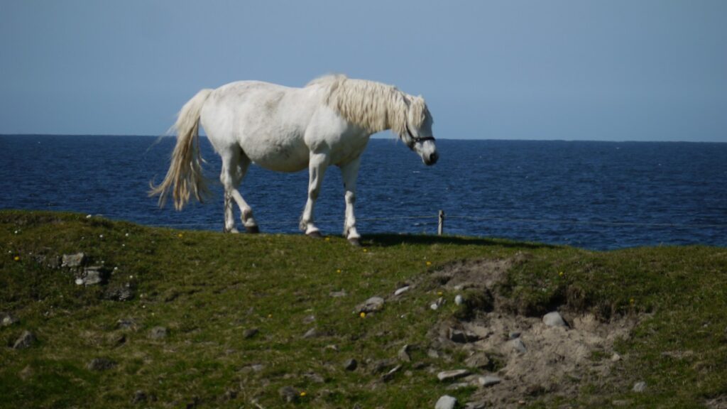 a white horse standing on top of a lush green field