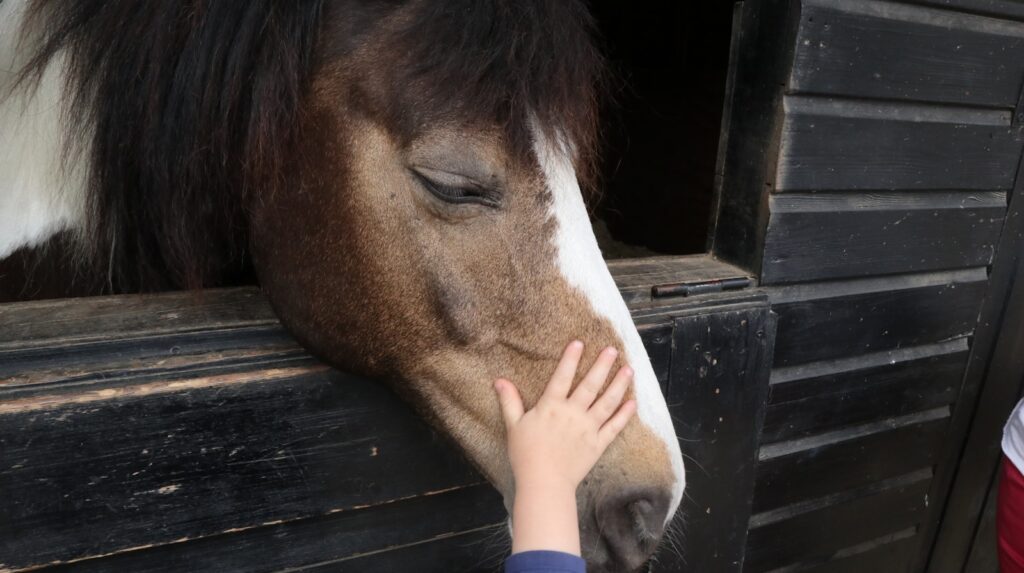Person touching brown horse head