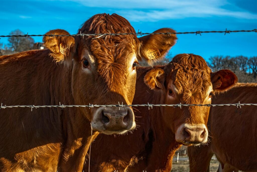 Brown cows gazing through a barbed wire fence on a sunny farm day.