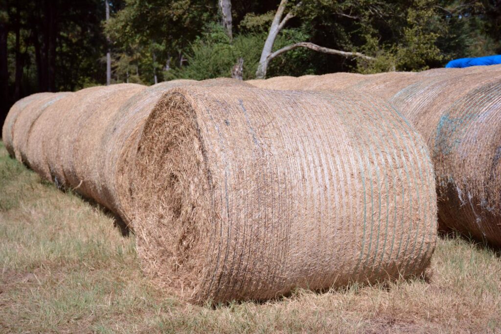 Round hay bales in a sunlit rural field, Mixon, Texas.