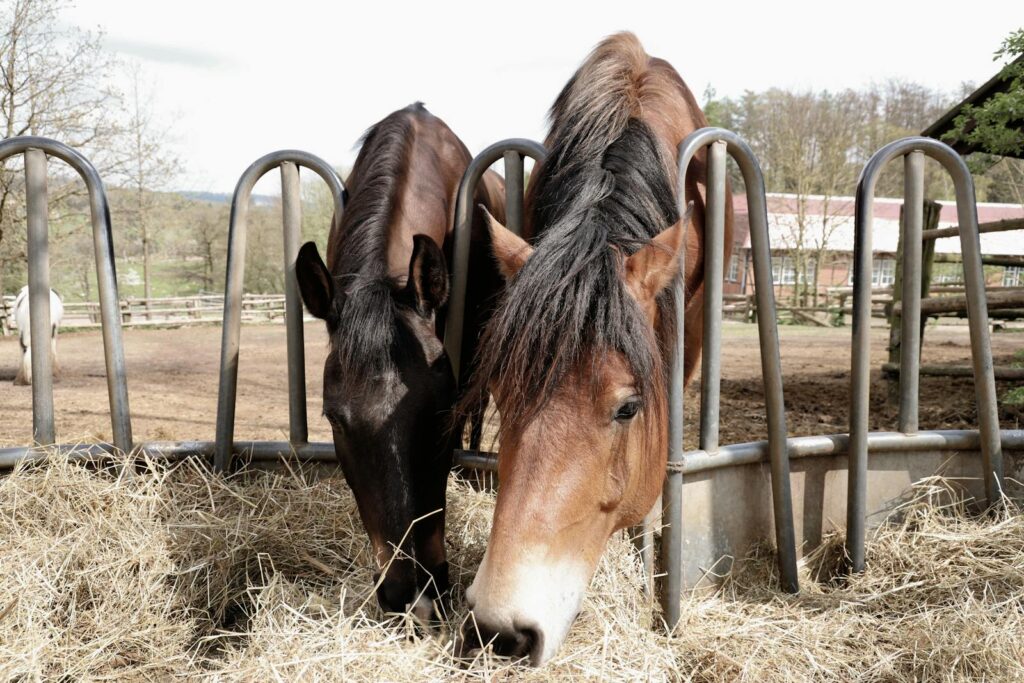 Two horses enjoying hay at a countryside farm stable on a sunny day.