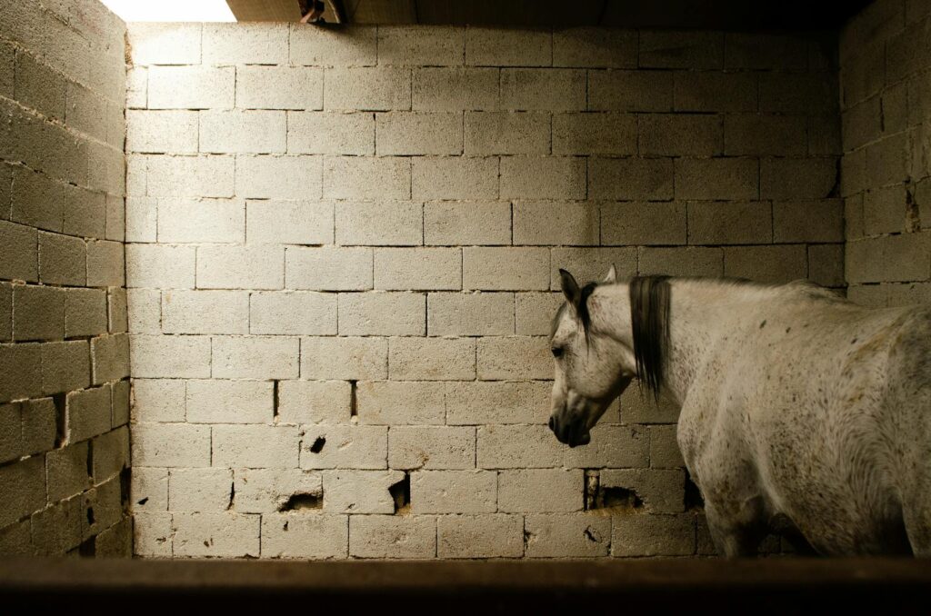 A lone white horse standing inside the barn