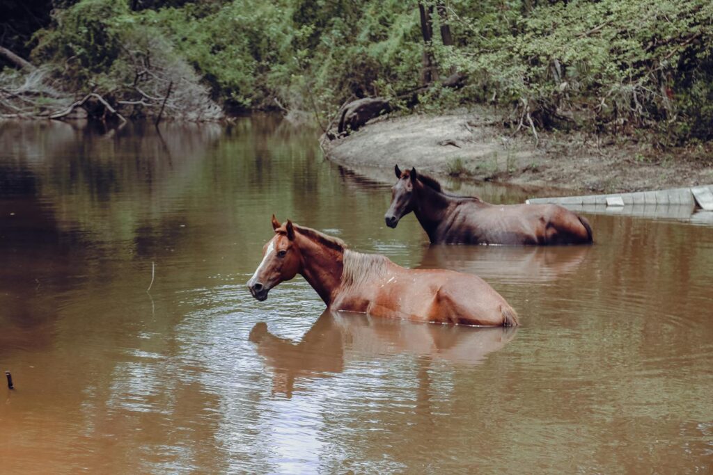 Two brown horses enjoying a refreshing bath in a serene Brazilian river surrounded by greenery.