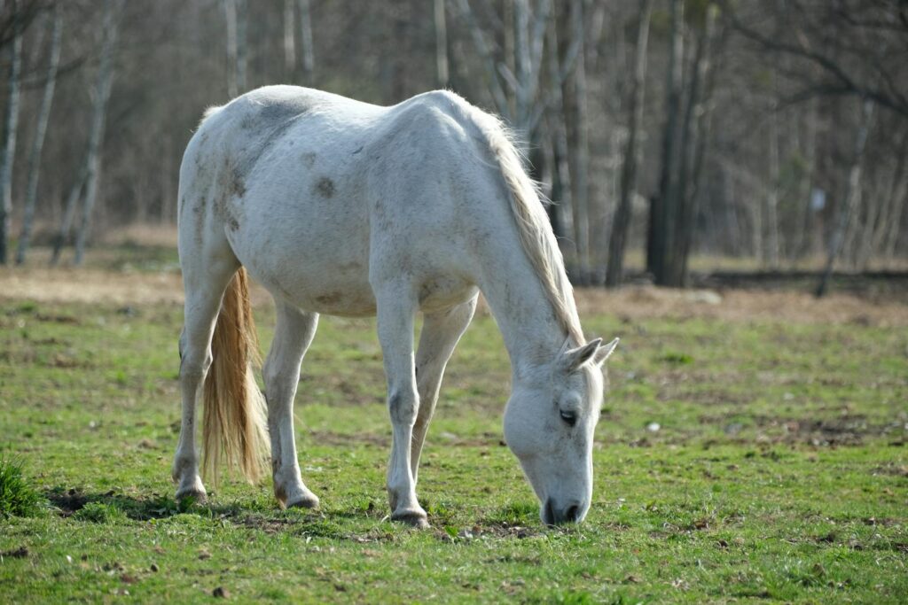 A serene white horse grazing in a green field surrounded by bare trees in early spring.