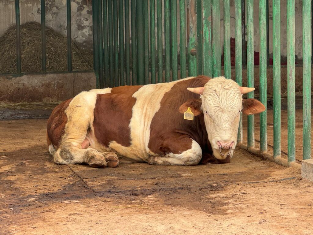 A brown and white cow resting peacefully inside box