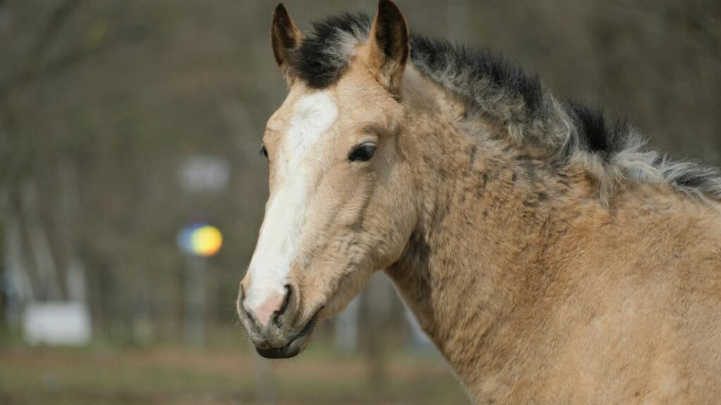 golden and white horse standing in the field
