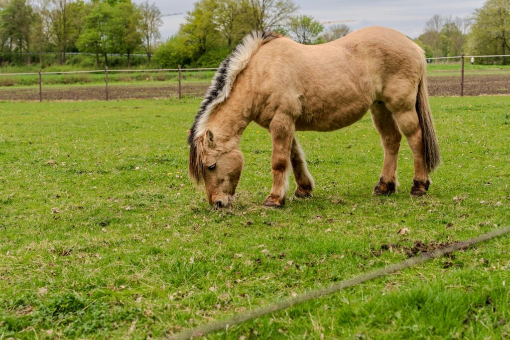 Easy keeper horse eating grass