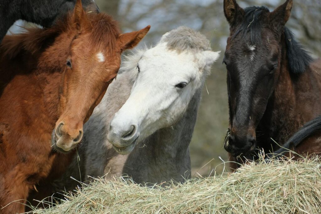 Three horses in varied colors grazing on hay outdoors