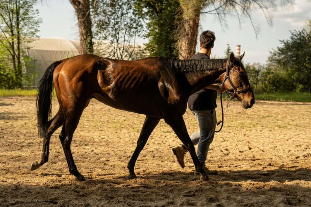 Horse trainer walks a thoroughbred horse