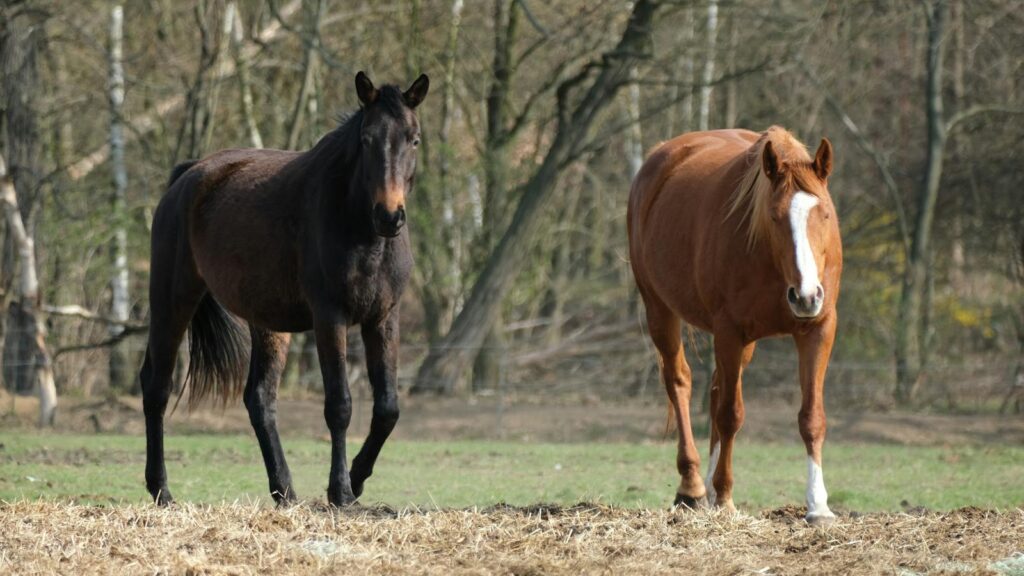 Two horses standing in a field surrounded by trees