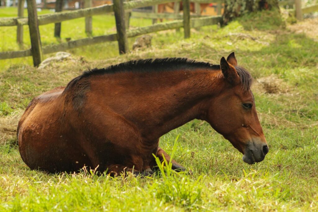 Brown horse resting peacefully