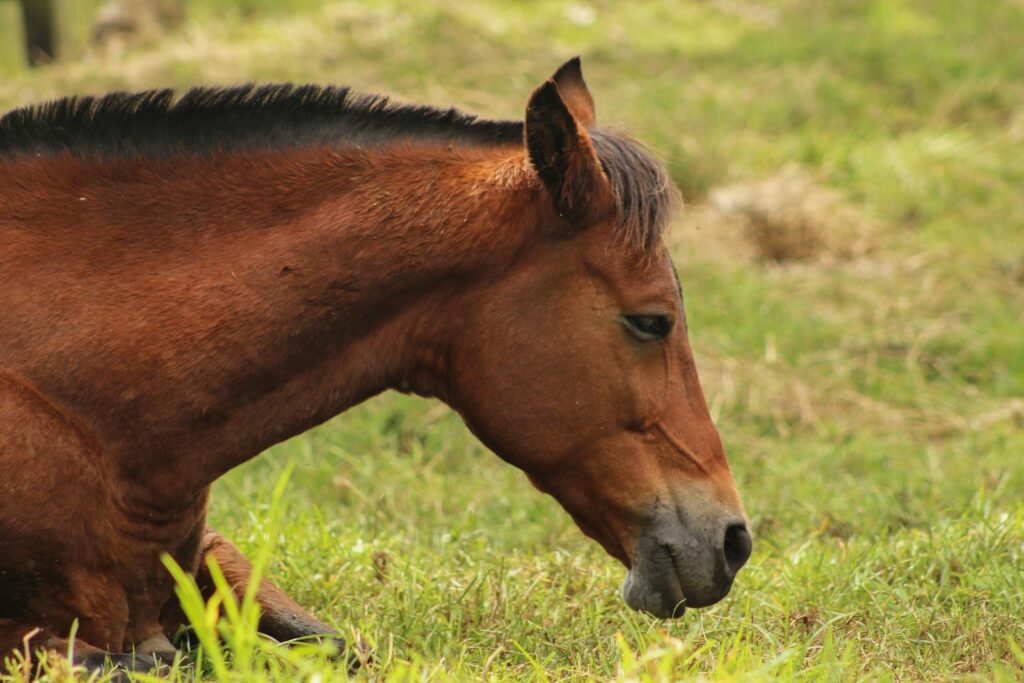 Close-up of a brown horse resting in a lush green field