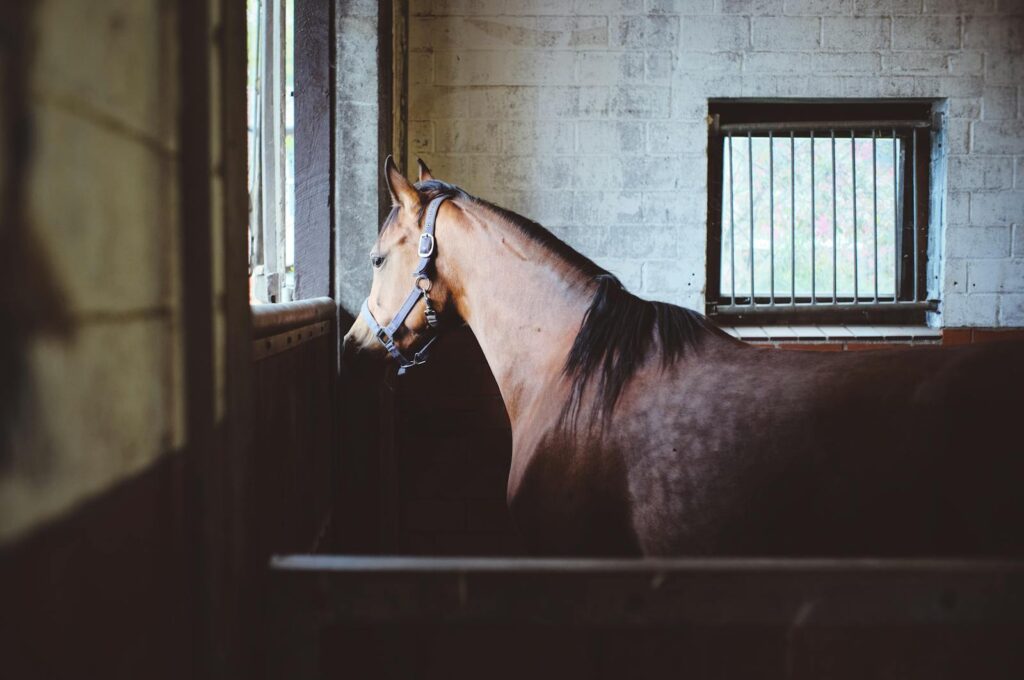 Lonely Horse inside the barn