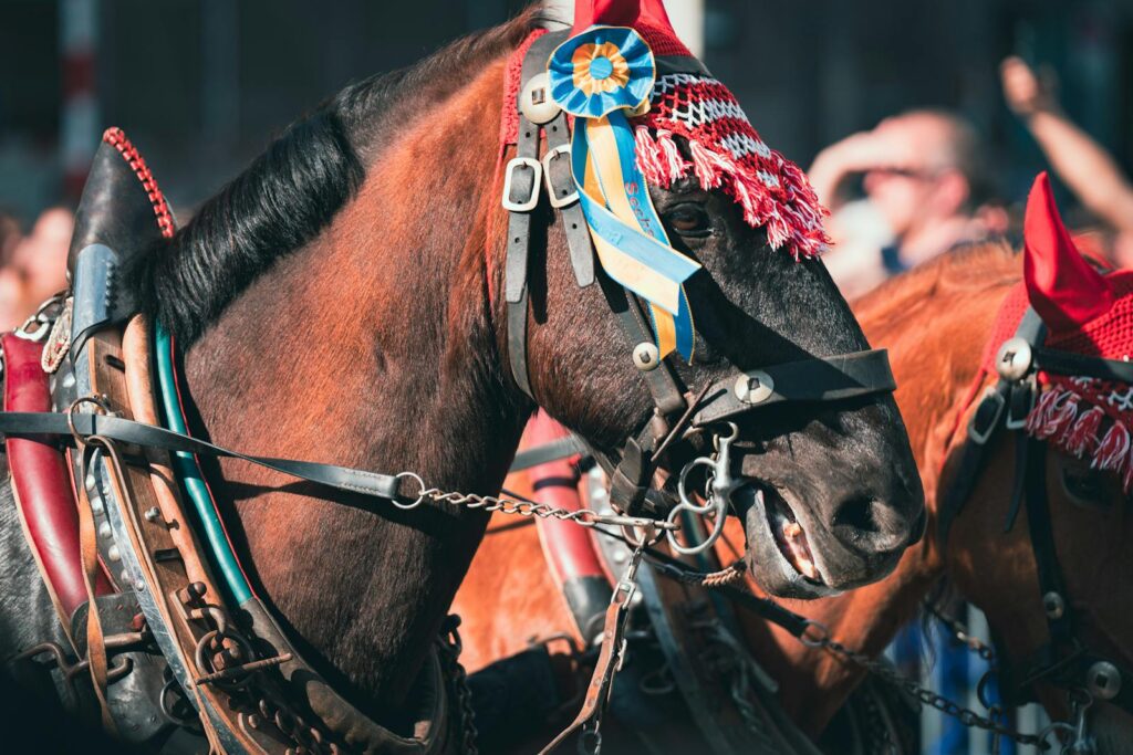 Horse expression