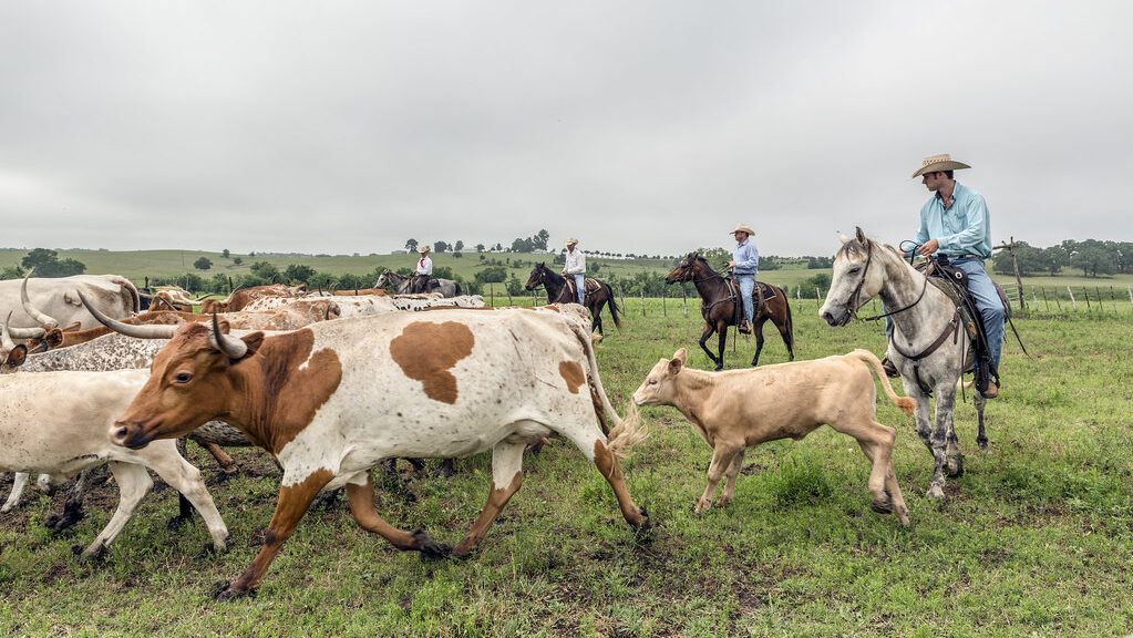 cows and horses are running in the grassland.