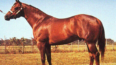 A brown hoerse standing in the field