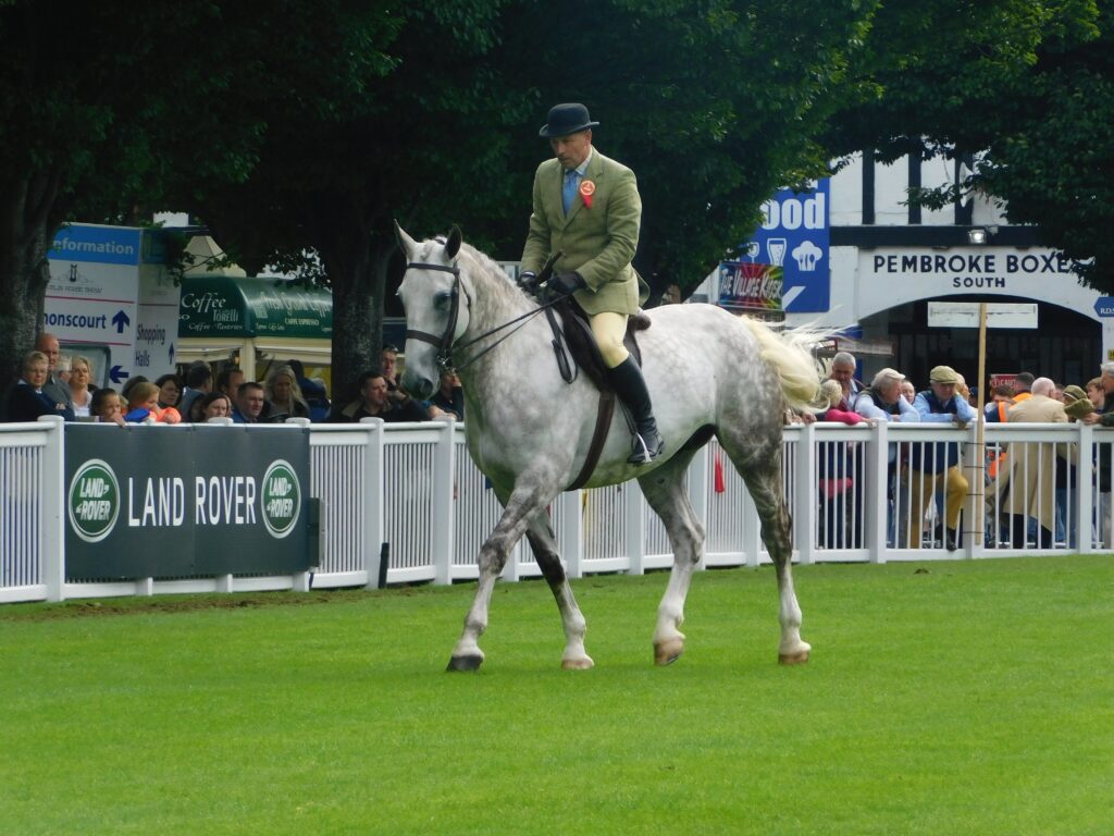 Dublin Horse Show 2017, Class 12 Heavyweight Hunter - Irish Draught Horse
