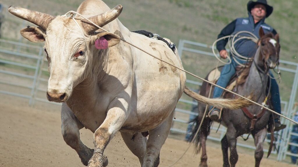 Bull is running in front of a horse and a ranch