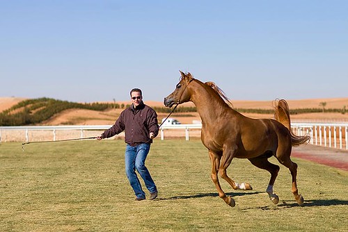 Horse Breeding Show