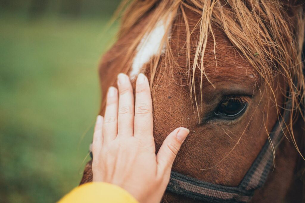 A close-up of a hand lovingly touching a brown horse's head