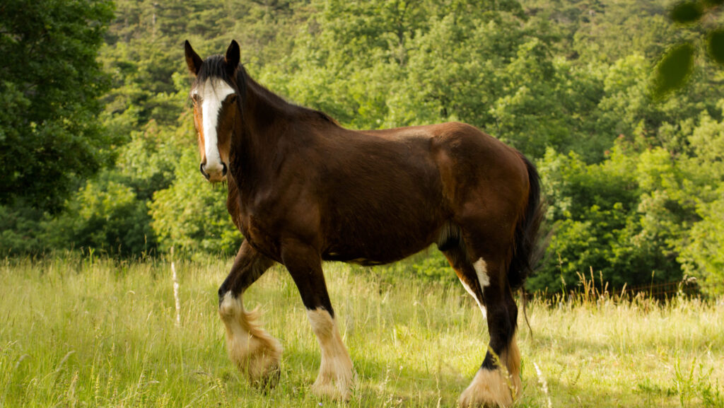Horse standing in the green land