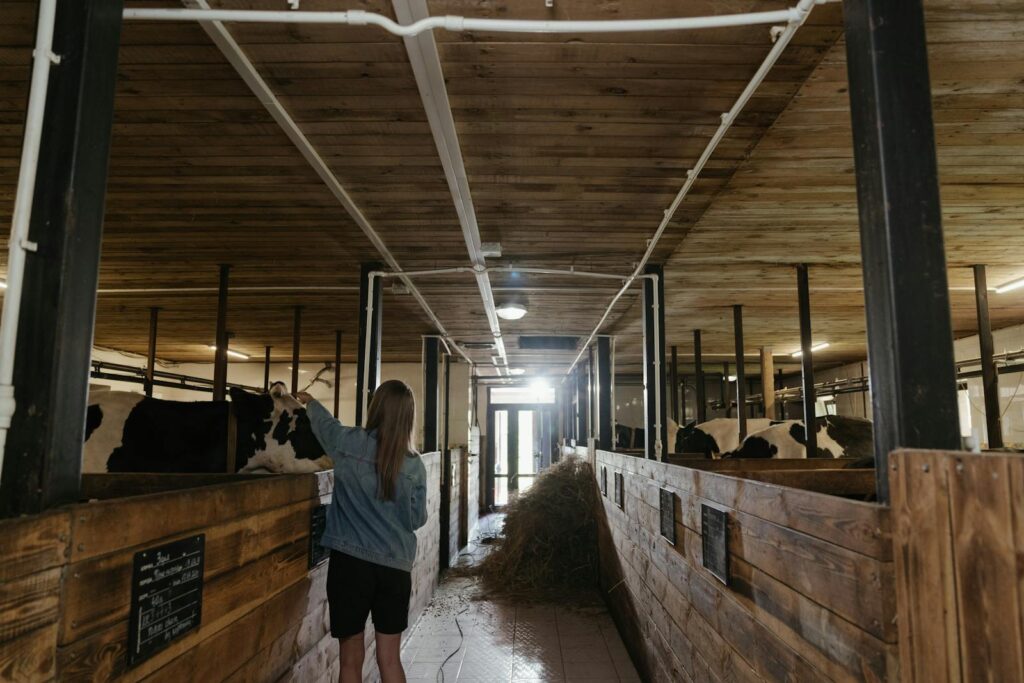 A young woman tending to cows inside a rustic dairy barn with hay stored along the aisle.