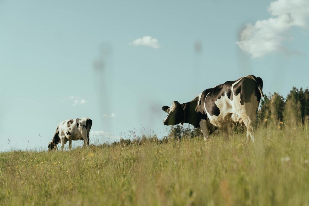 Two cows grazing in a lush rural meadow under a clear blue sky.