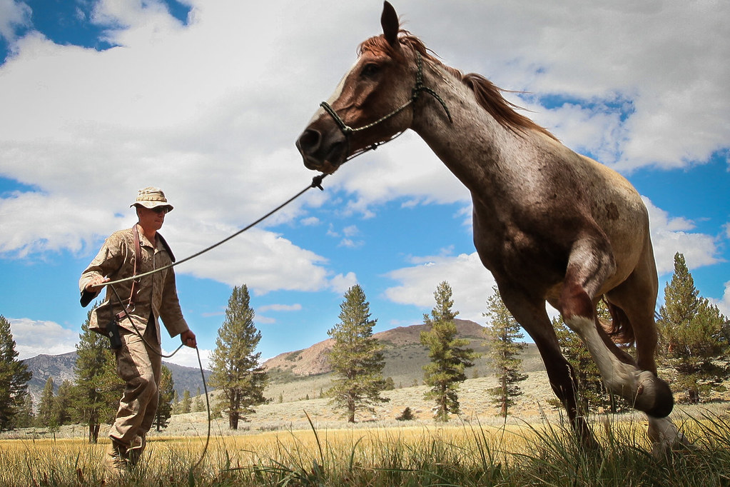 Trainer and horse