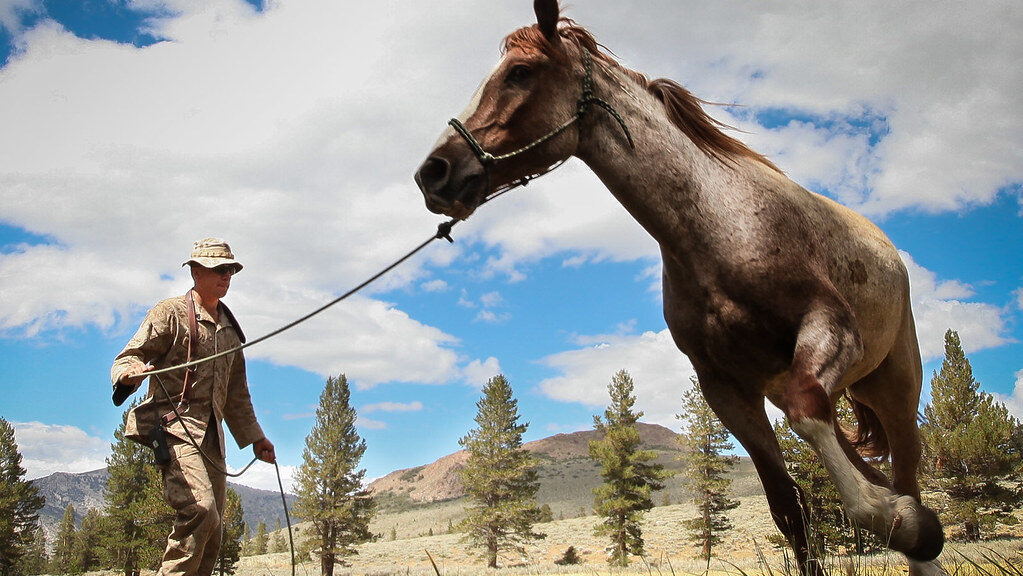 A man calm down the horse in field