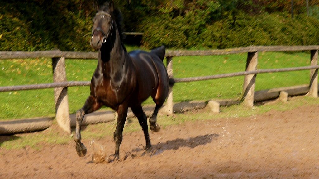 horse is ruuning in the field