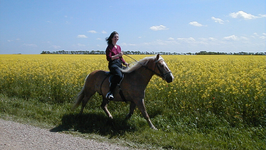 a man is sitting on a brown horse near the grass
