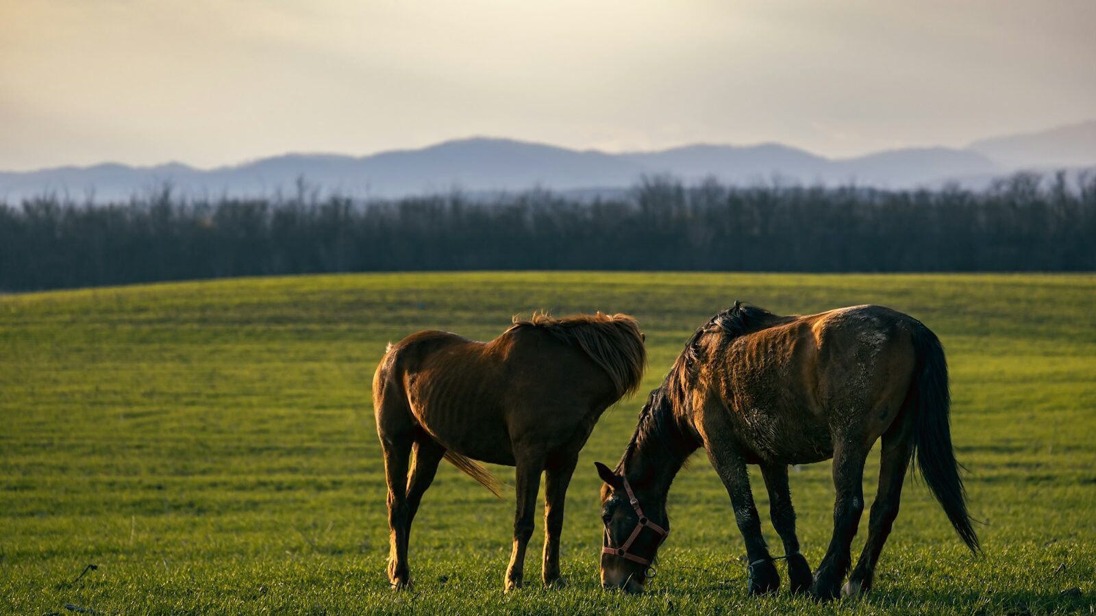 a couple of horses standing on top of a lush green field