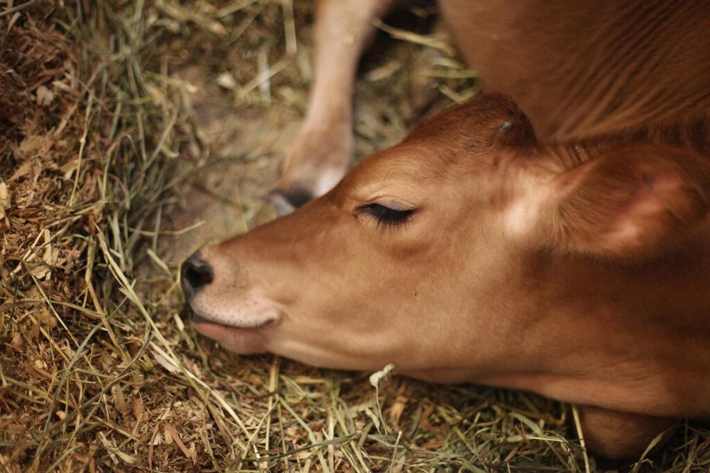 try to understand cow's sense