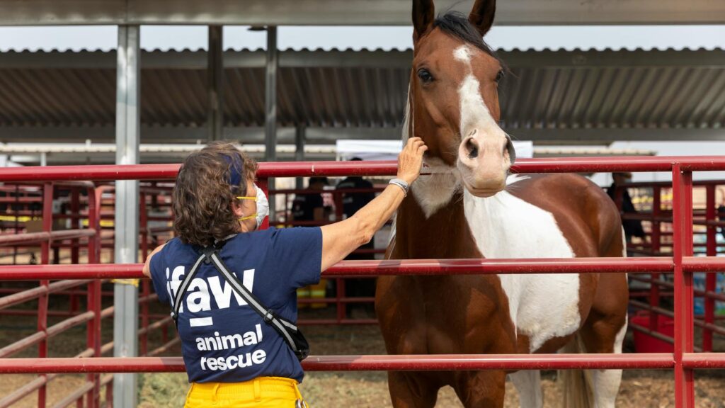 A volunteer gently pets a horse at an animal rescue facility, showcasing compassion.