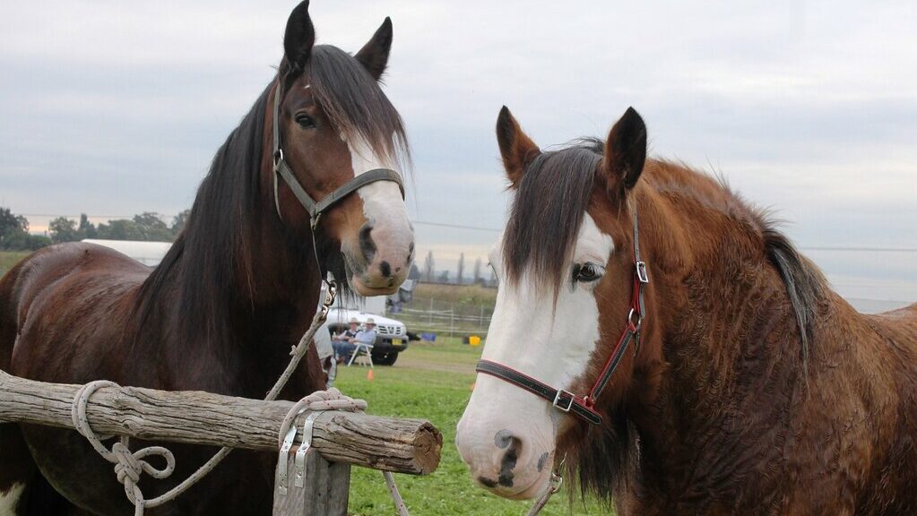 Shire horse, Clydesdale horse, Gypsy Vanner, Clydesdale