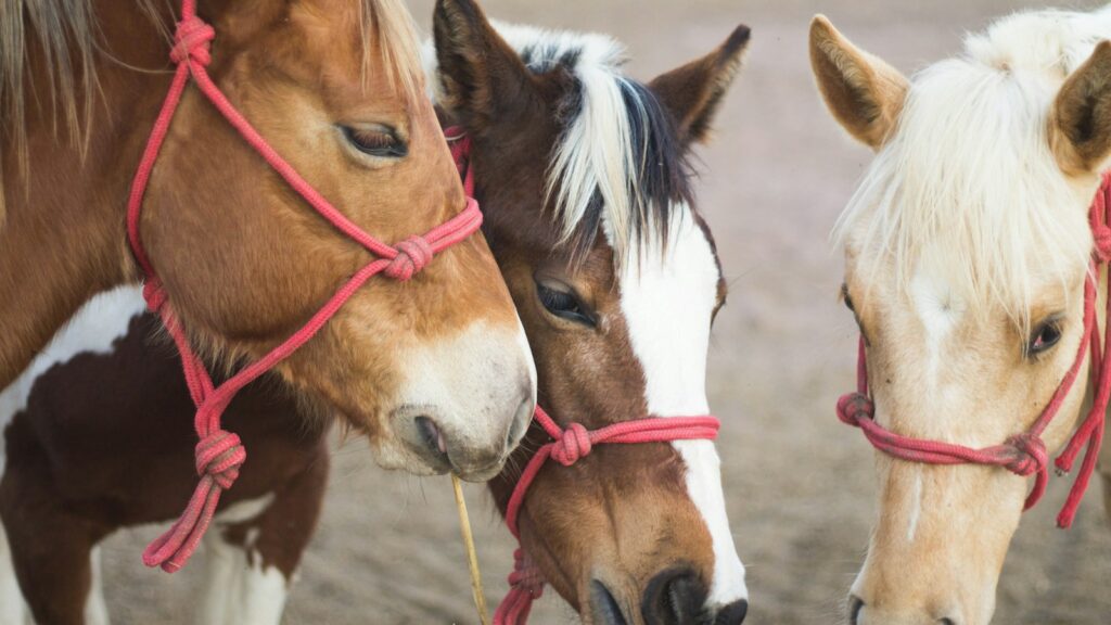three horses