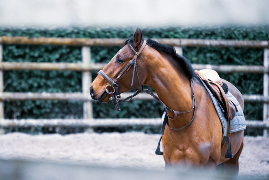Brown horse outdoors