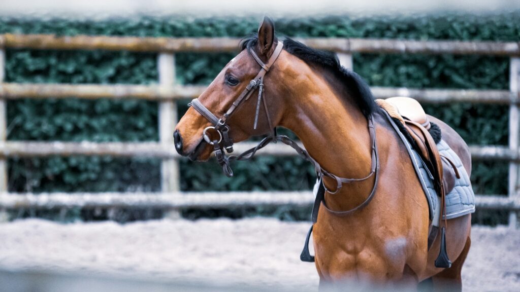 A brown horse with a saddle and bridle.