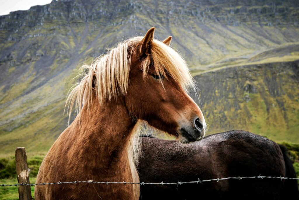 Horse with flowing mane trimmed