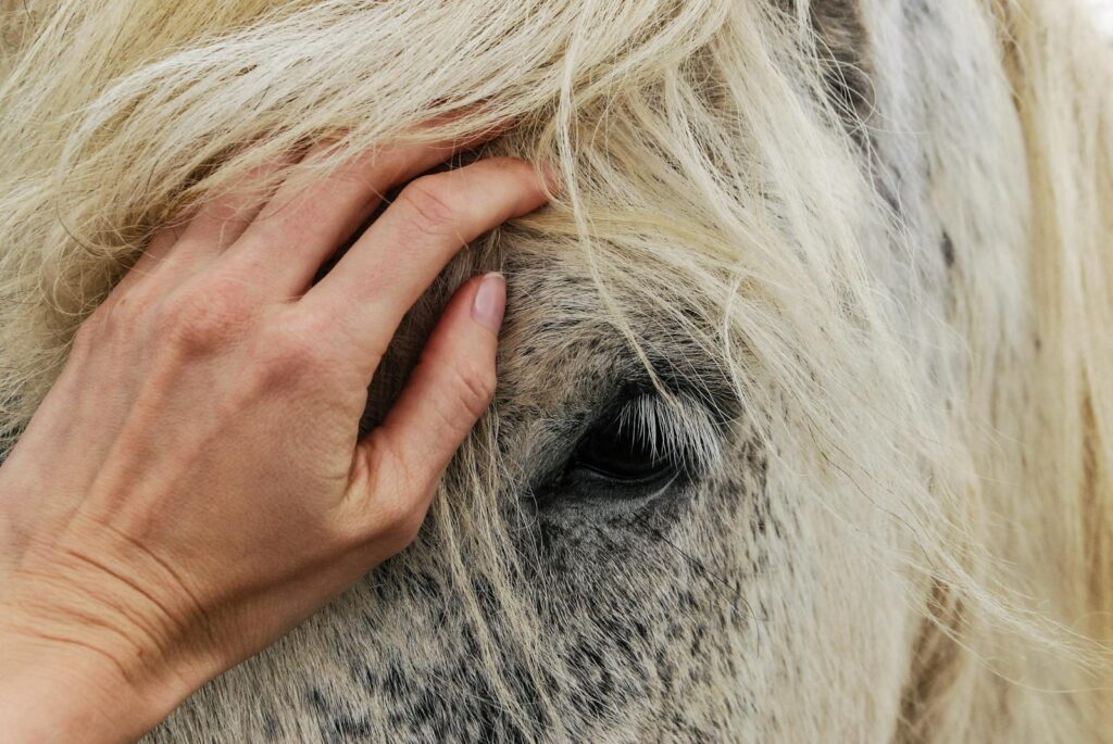 Close-up of a hand gently stroking a white horse's mane