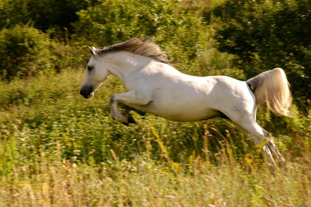 Majestic white horse leaping through lush green countryside on a sunny day.